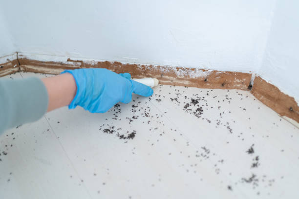 Flea Control Services in Clearwater, KS